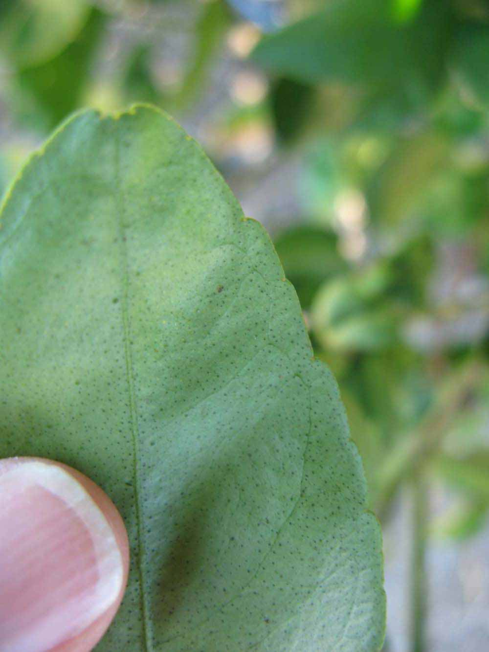              Margin (Winter Haven, FL)       